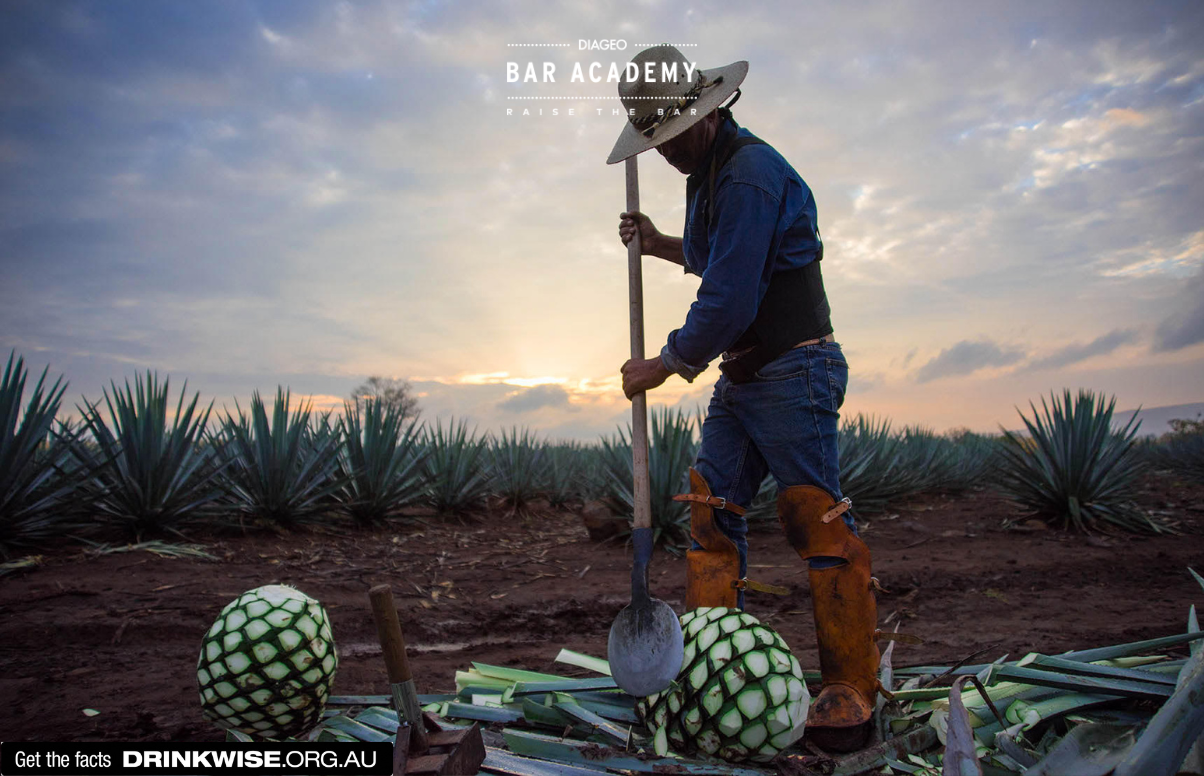 Essential Tequila Cocktails