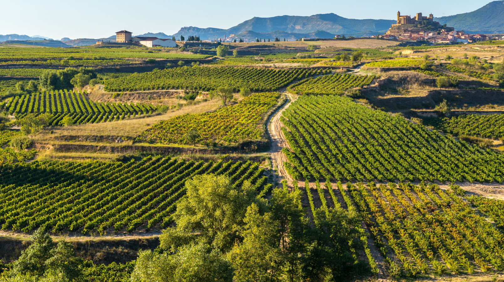 A Career Change with WSET - From London to Rioja